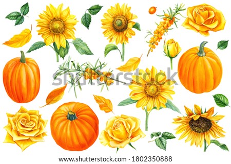 Set of flowers sunflowers, autumn leaves and pumpkins, sea buckthorn berries, white background, watercolor illustration