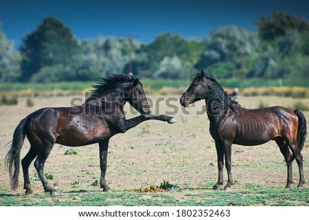 Wild horses in Letea Forest from Danube Delta in Romania during a blue sky sunny day