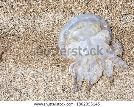 Dead large jellyfish on the sand of the sea beach on a summer day. A marine animal posing a danger to tourists having a rest at sea. . High quality photo