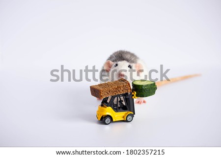 A decorative black and white rat sniffing a green cucumber and a piece of bread on a bright yellow toy car, a forklift. Close-up of a rodent on a white background. Place for your text.
