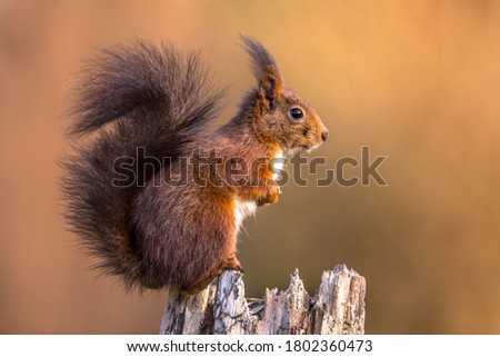 Red squirrel (Sciurus vulgaris) sitting on trunk while animal is looking attentive against horizontal bright brown autumn background