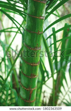 bamboo tree trunk on a background of lush greenery