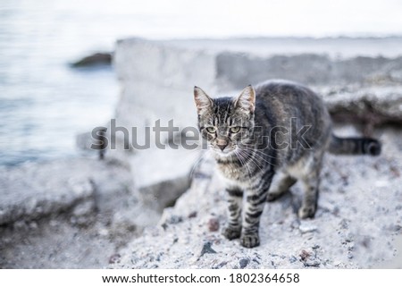 Cute sad gray tabby cat walks and enjoys the sea