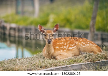 Female adult Sika Deer resting on the grass near pond in private zoo.