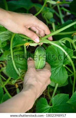 hands of white caucasian woman holding fresh harvest of green cucumber, close-up vertical stock photo image for banner, post, stories