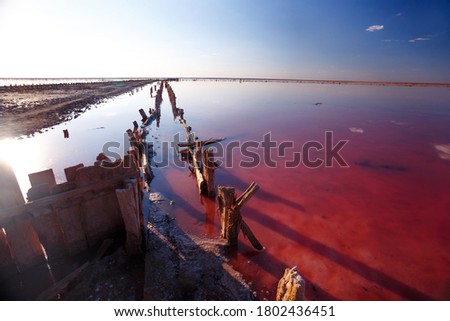 beautiful landscape of pink salt lake at dawn. Wooden remains of the destroyed dam. 
