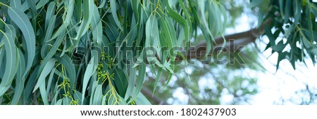 eucalyptus leaves. branch eucalyptus tree nature outdoor background. banner Royalty-Free Stock Photo #1802437903