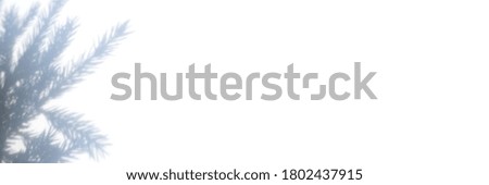 shadow from a christmas tree branch on a white gray background of a wall or table. space for text. banner