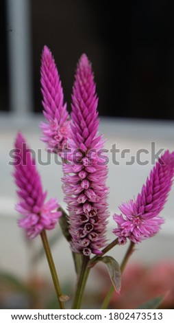 Celosia is a small genus of edible and ornamental plants in the amaranth family, Amaranthaceae. The generic name is from the Ancient Greek word meaning burning, and refers to the flame as it's head.