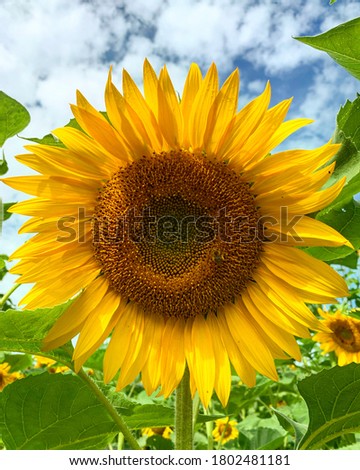 Sunflowers close up in a sunflower field. Bright yellow, gorgeous patches perfect for a classic Instagram picture in a field of yellow. Blue sky and green background. Stunning end of summer activity.