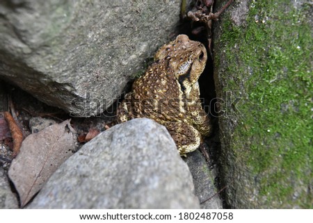 the sight of a toad entering a crack in a rock.