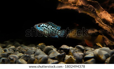 electric blue jack dempsey cichlid fish against blurry background. Selective Focus