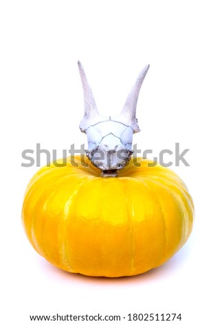 Yellow pumpkin on white isolated background with goat skull on top. Close-up side view. Halloween card or poster.