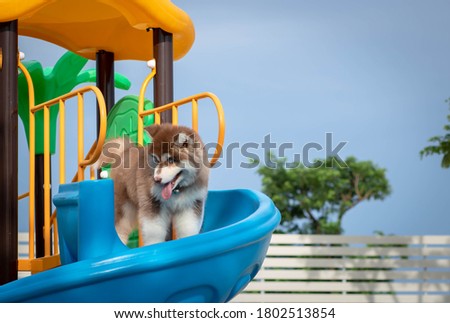 Cute siberian husky puppy in the playground. dog jumps on the playground.