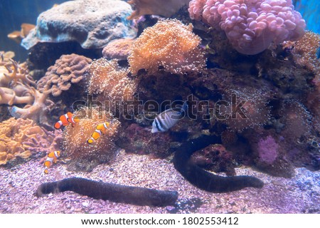 Cute water animals that swim along the amazing coral reefs.