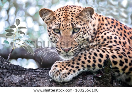 Portrait of a Leopard seen on Safari in South Africa Royalty-Free Stock Photo #1802556100