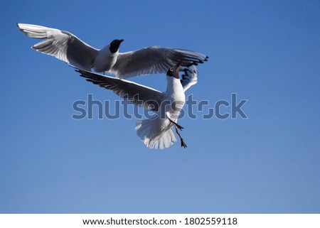 seagulls dancing against the sky