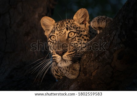 A Leopard seen on Safari while resting in the branches of a tree Royalty-Free Stock Photo #1802559583