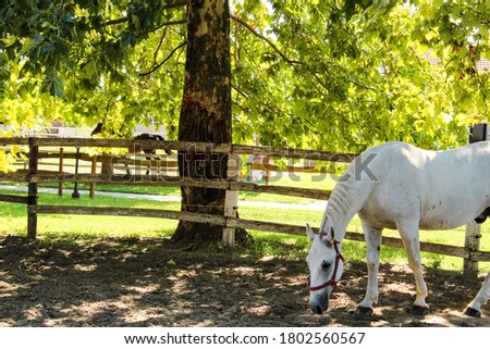 Idyllic picture of horses in horse farm Kelebija, Serbia Royalty-Free Stock Photo #1802560567