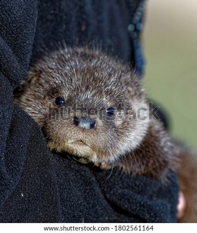 Eurasian Otter (Lutra lutra)Cub,10 weeks old in care at wildlife rescue centre.
