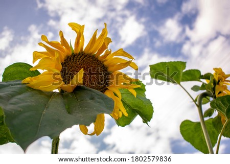 Yellow sunflower close up in natural habitat.