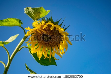 Ripening sunflower bent over the ground.