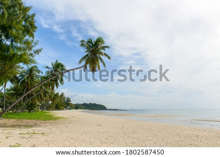 A coconut tree tilted out into the sea located in Thung Wua Laen beach, Pathio district, Chumphon, Thailand. 