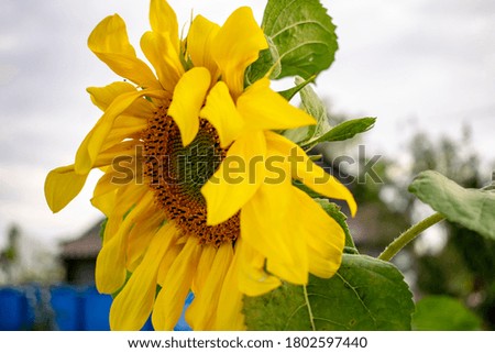 Sunflower as a symbol of the bright sun on earth.