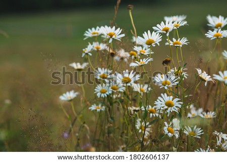 flowers on the green field in mountains