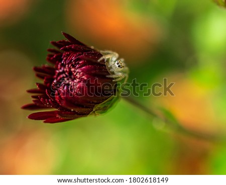 Jumping Spyder On Chrysanthemum Flower with bhoke background