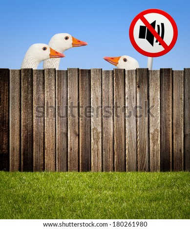 Geese behind wooden fence with no noise sign