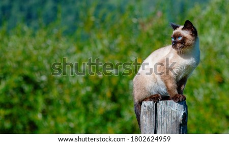 A blue-eyed Siamese cat sits on a post of a wooden fence in the mountains on a farm and looks away at the green background. March cats in the spring on a walk concept