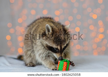 A raccoon in a harness lies against the background of holiday lanterns and hugs a small gift with its paws