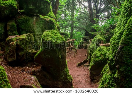 The moss covered rocks of Puzzlewood, an ancient woodland ,tree in dark day