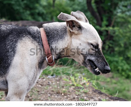 Selective focus, shallow depth of field , Close up of angry face showing teeth of a brown, grey and black dog standing on hill with green trees background.