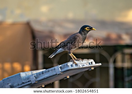 Selective focus, shallow depth of field, isolated image of Common Myna bird sitting on a street light on road.