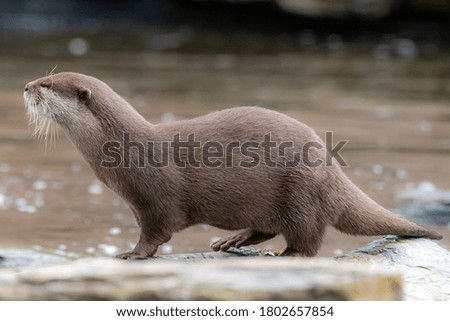 A solitary otter stands alone on a rock in a pool of water.