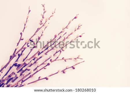 Beautiful bouquet of spring blossoming willow, tinted