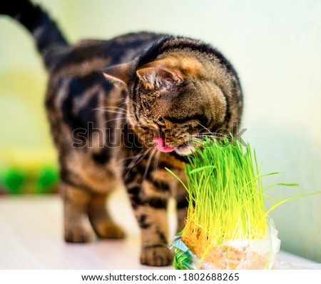 A mustachioed tabby cat tastes a new green Breakfast