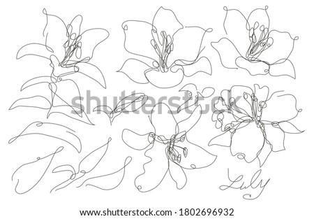 Decorative hand drawn liy flowers set, design elements. Can be used for cards, invitations, banners, posters, print design. Continuous line art style