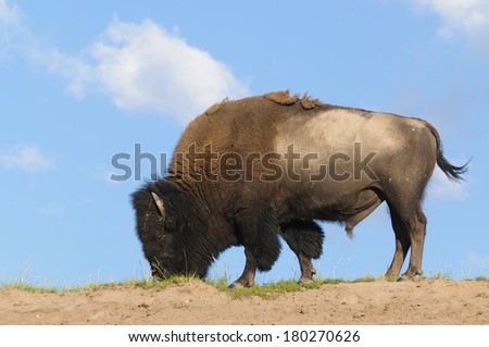 American Bison (Buffalo) skylined on a ridge against a blue sky with clouds