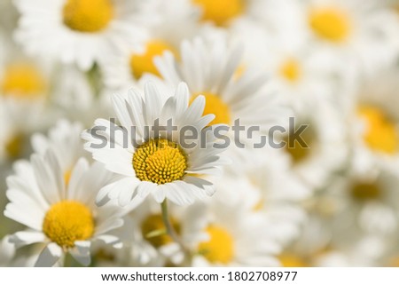 Pure white Oxeye daisy, Leucanthemum vulgare blooming naturally in abundance  Royalty-Free Stock Photo #1802708977