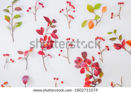 Flat lay pattern with colorful autumn leaves and apples on a white background