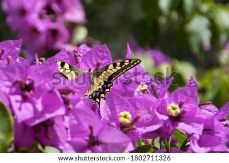 
The elegance of a butterfly hiding among the flowers