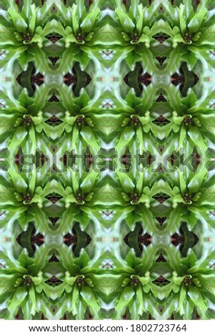 a crissie birds nest fern plant abstract with crinkly green leaves 0307