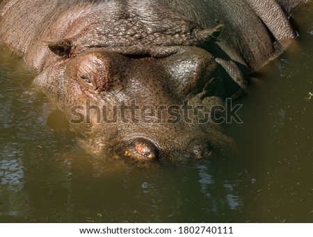 Large water animal hippopotamus swimming in pool, head outside. zoo animal
