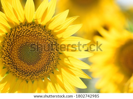 A beautiful sunflowers on the field