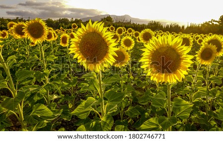 Sunflower fields in Spain: bright yellow flowers in the sunset