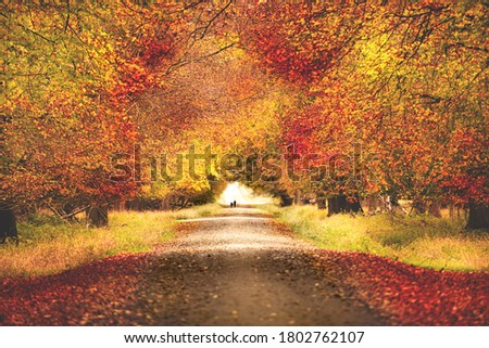 Road is in autumn forest background picture, out of focus