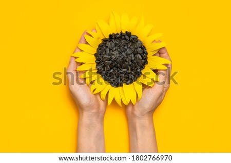 Beautiful fresh sunflower with sunflower seeds in female hands on yellow background Flat lay top view copy space. Harvest time agriculture farming. Healthy oils, food. Sunflower natural background  Royalty-Free Stock Photo #1802766970